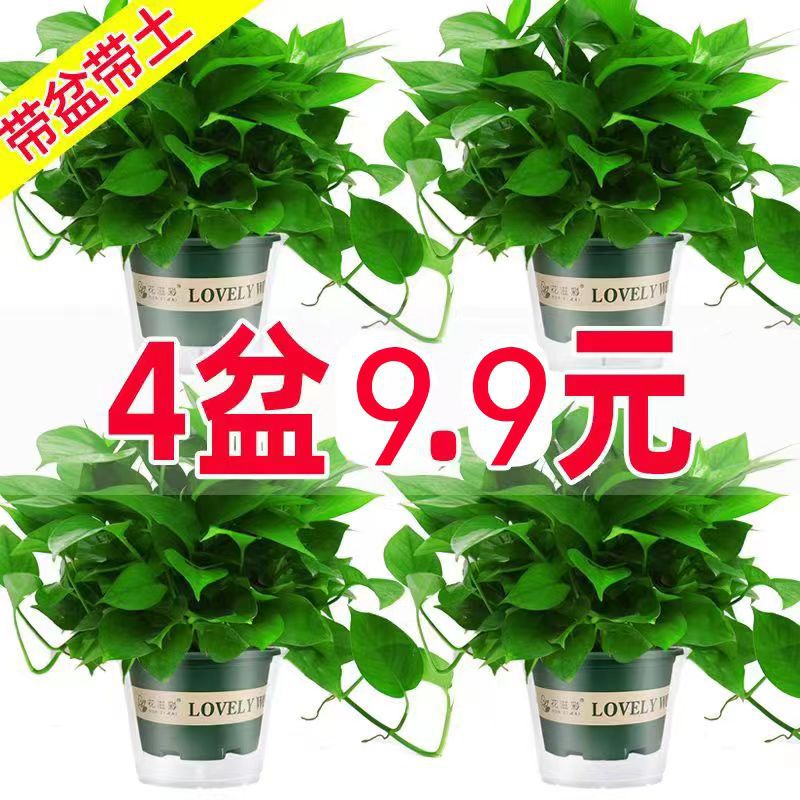 Pothos potted indoor plants, flowers, green plants, hydroponics, long vines, hanging large-leaf green baskets for new houses to absorb formaldehyde, Pothos