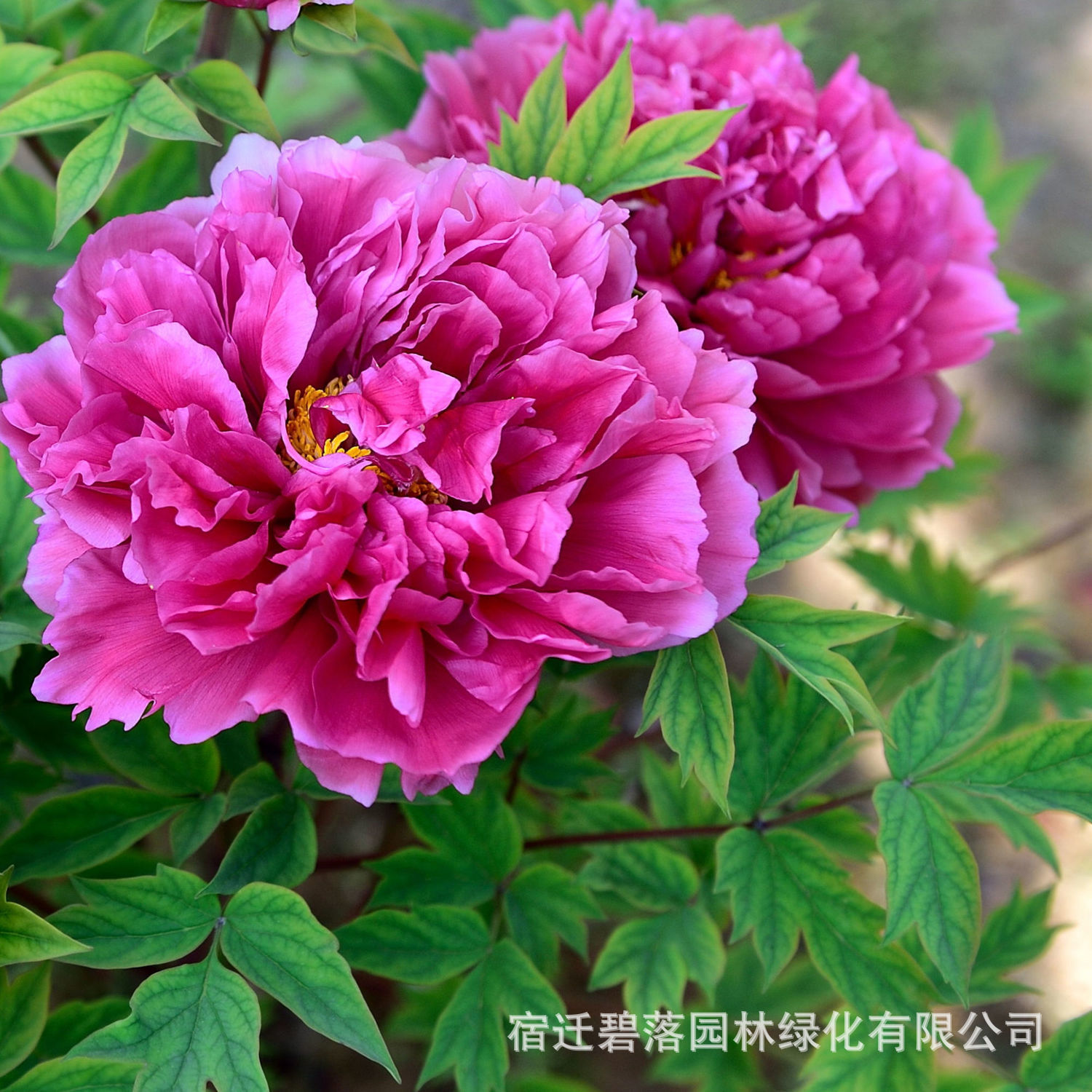 Luoyang peony seedlings, large seedlings, flower plants, indoor flowers, easy to grow potted plants, courtyard peony saplings, easy to grow green plants