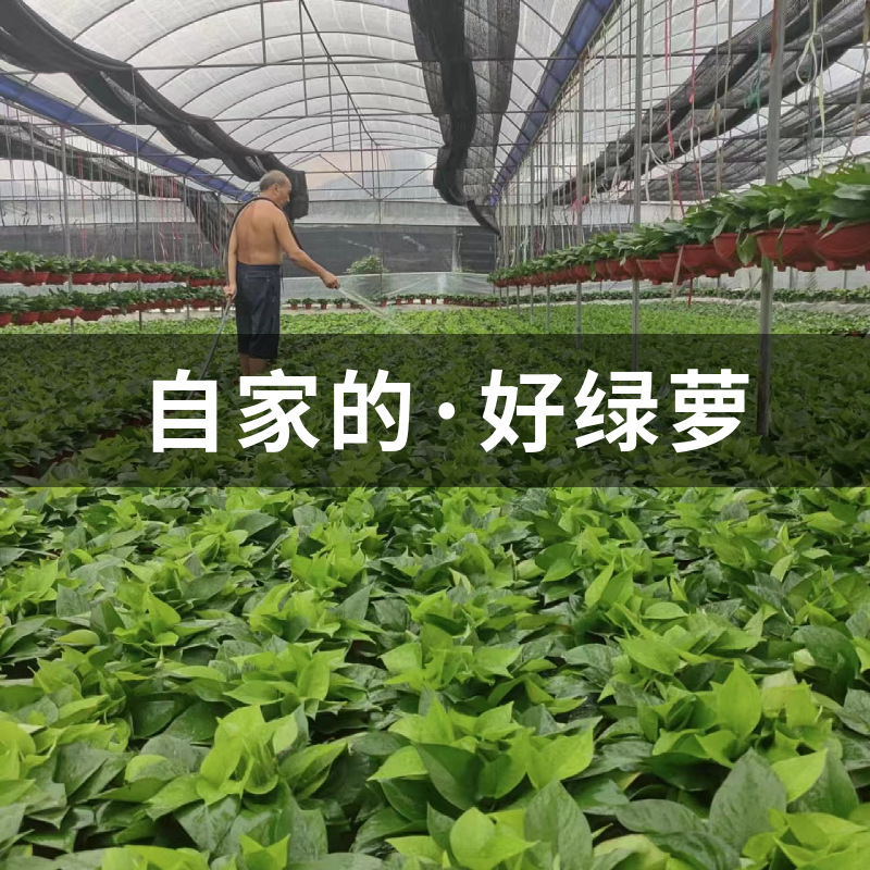 Green radish potted plants indoor absorb formaldehyde to purify the air long vine hanging new house hydroponic flowers and green plants large leaf green basket
