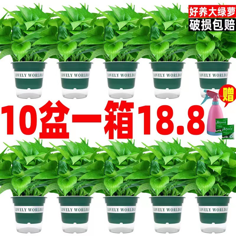Pothos hydroponic indoor formaldehyde-absorbing green plant hydroponic plant long vine spider plant evolution air potted potted plant wholesale