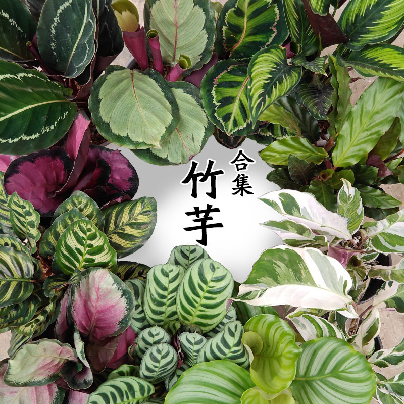 Banxi Arrowhead series white oil painting Arrowroot ins Nordic style shade-tolerant indoor foliage green plants flower potted plants