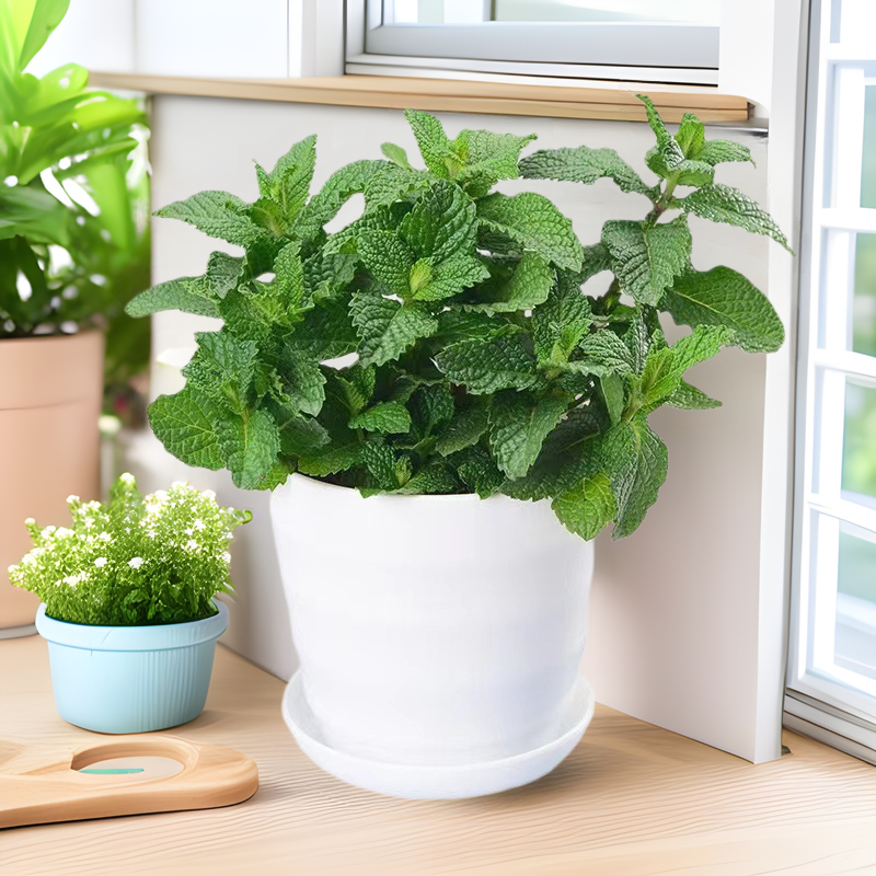 Potted mint plants are edible, fresh mint leaves are potted plants, and herbal tea can be used as cold drinks. Good indoor plants.