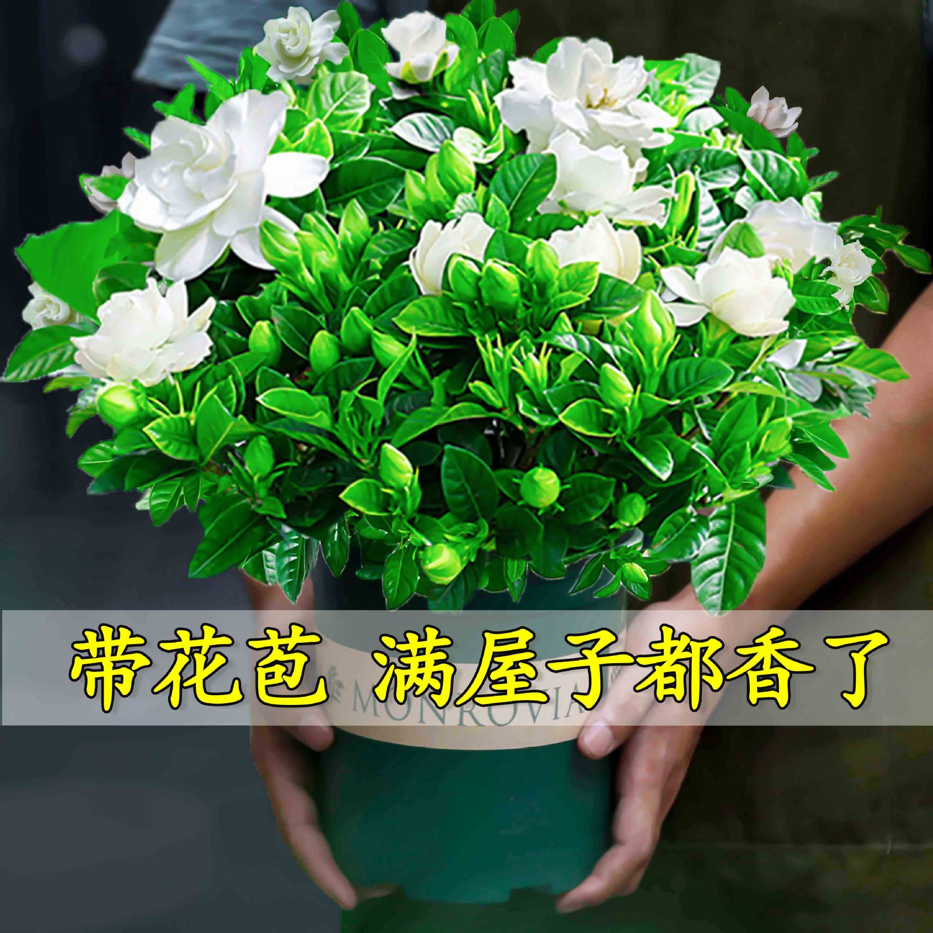 Gardenia potted flower plant indoor with buds, balcony hydroponic green plant, strong-scented large sapling, easy to grow in all seasons