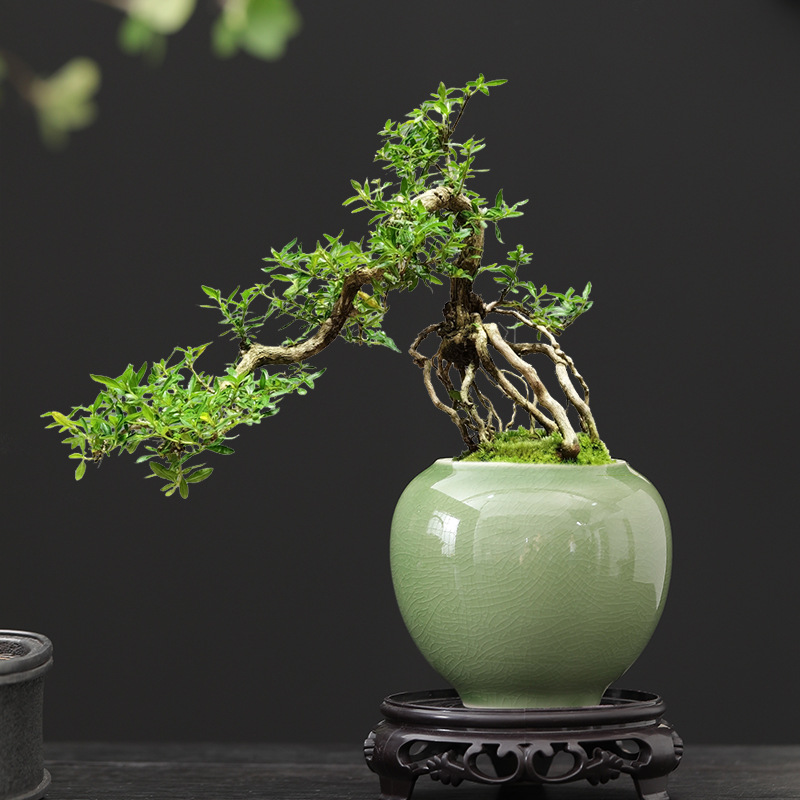 Chinese-style snow flower pot ceramic small diameter indoor easy-to-grow green plant flower pot office tea table creative ornaments tea room