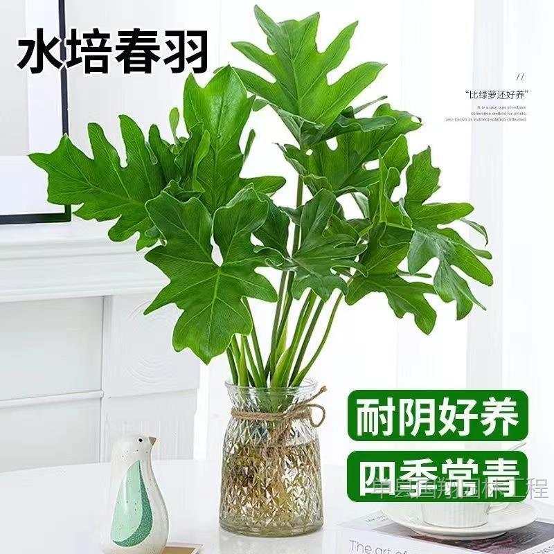Spring Rain and Spring Feather potted hydroponic plants office desktop absorbs formaldehyde to purify the air Monstera deliciosa water-cultured green plants
