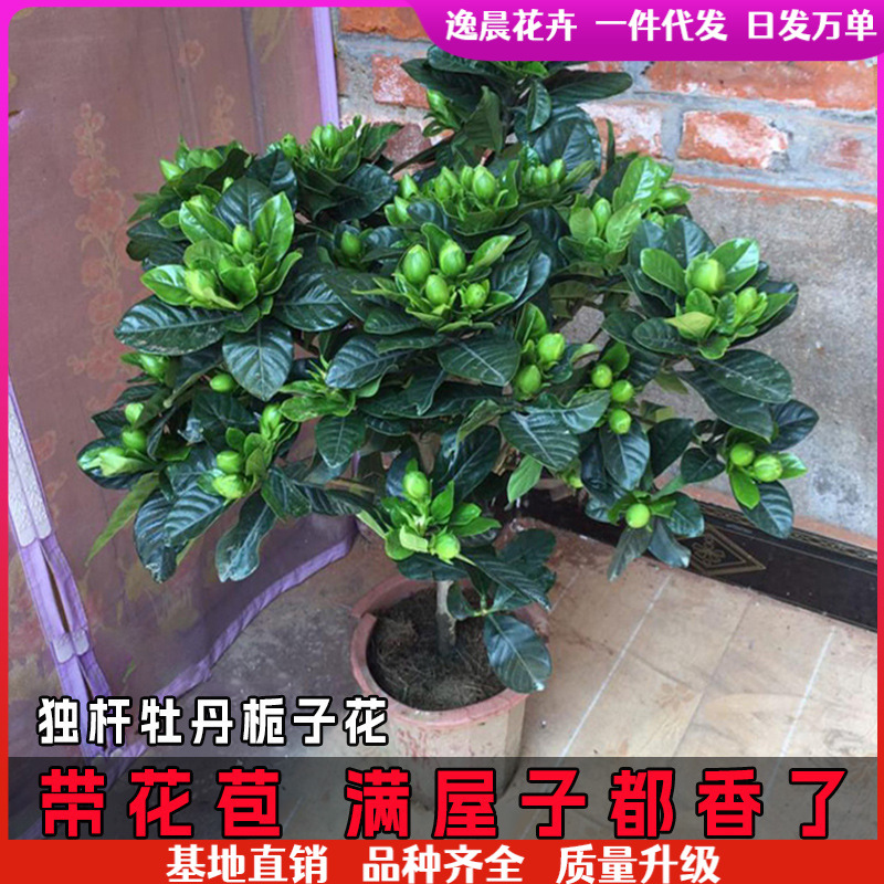 Gardenia potted flower plant indoor with buds, balcony hydroponic green plant, strong-scented large sapling, easy to grow in all seasons