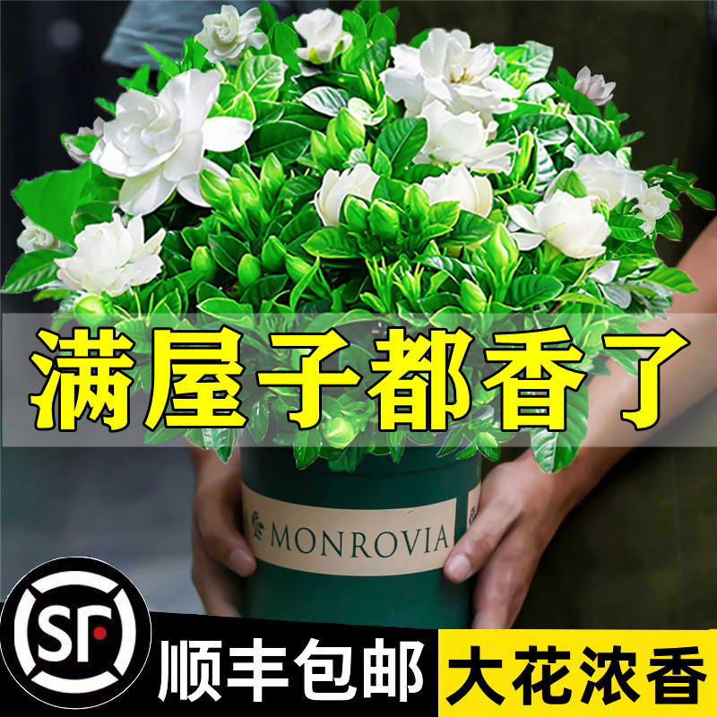 One-piece gardenia potted flower plant indoor green radish basket balcony hydroponic green plant jasmine good for all seasons