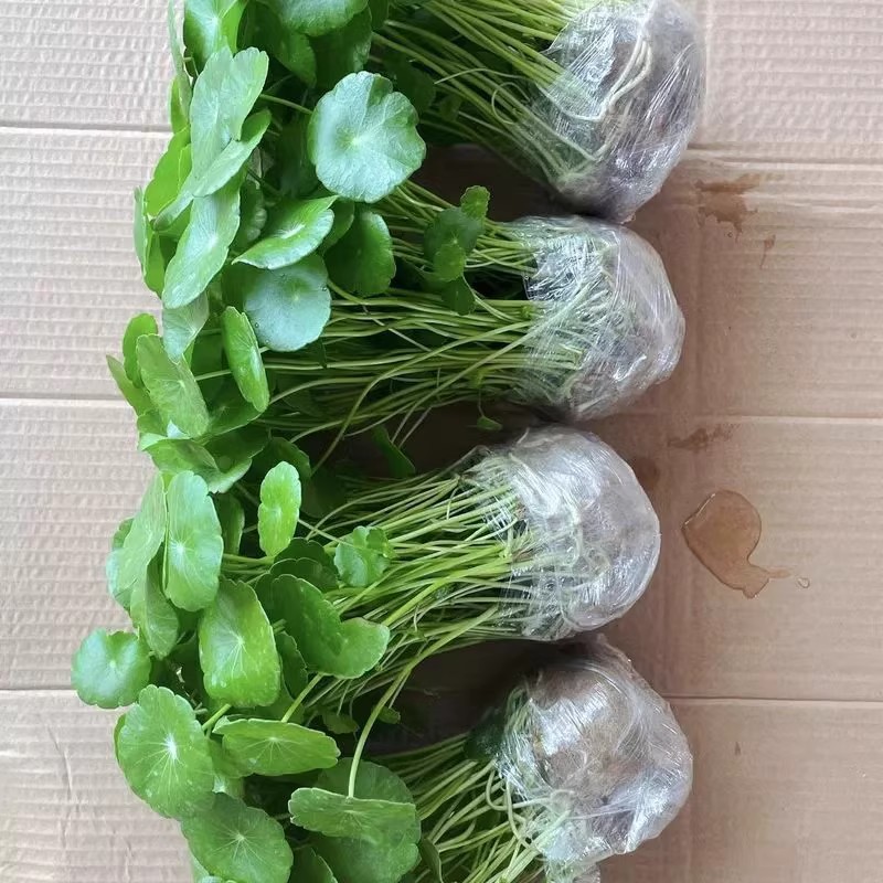 Copper money grass hydroponic plants indoor office desktop potted flowers four seasons evergreen green plants lazy people