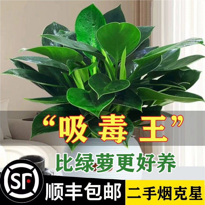 Gold diamond potted tabletop flowers, indoor flowers, hydroponic green plants, succulents, easy to grow, absorb formaldehyde removal, air purifying plants