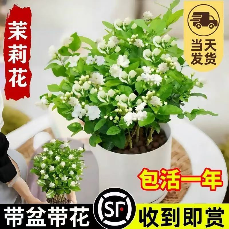 Double-flowered, strong-flavored jasmine original pot, original soil potted indoor and outdoor flower bonsai, blooming, can be brewed into tea, easy to maintain and survive
