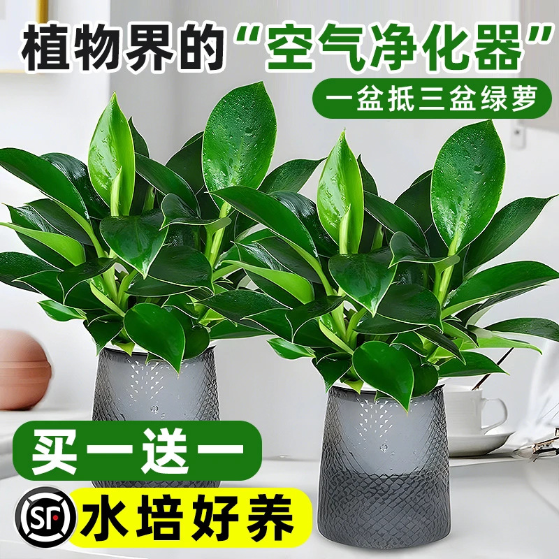 Green Princess Gold Diamond Potted Indoor Plants Green Radish Basin Hydroponic Green Plants Succulent Desktop Flowers for Lazy People Easy to Grow
