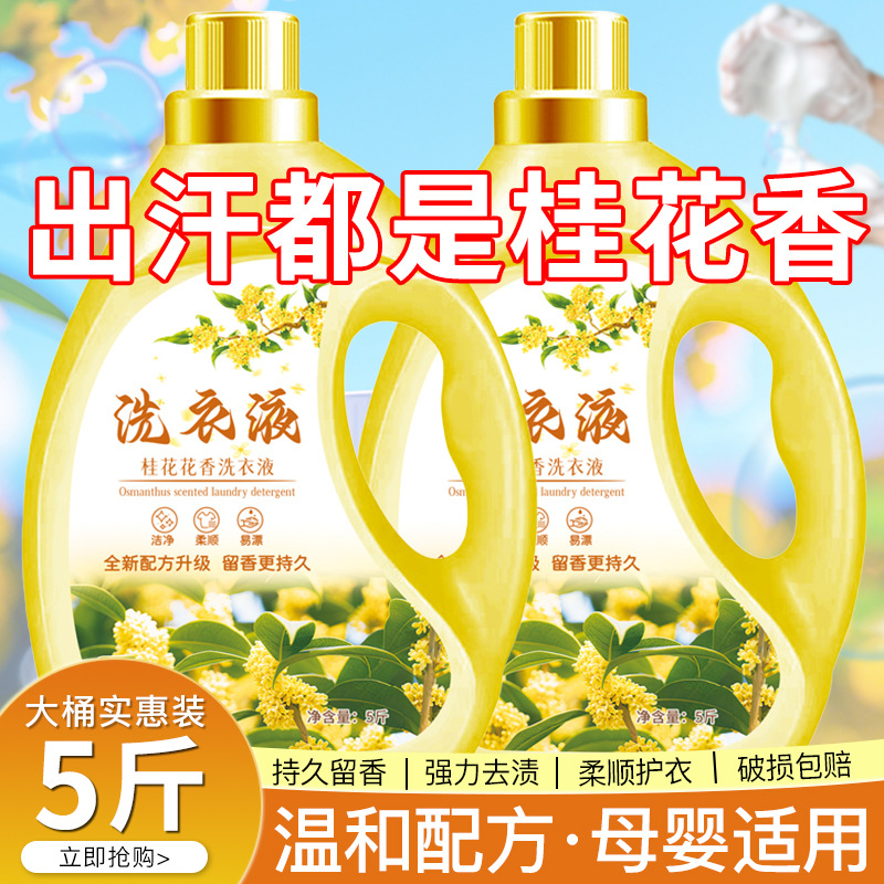 Osmanthus fragrance laundry detergent household genuine official long-lasting fragrance enzyme sterilization and stain removal affordable full box batch