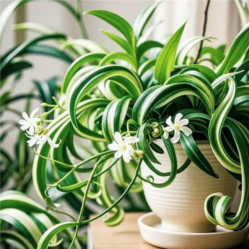 Golden Heart Curly Leaf Chlorophytum Potted French Girl Office Desktop Small Potted Plant Indoor Hanging Green Plant Phnom Penh Chlorophytum