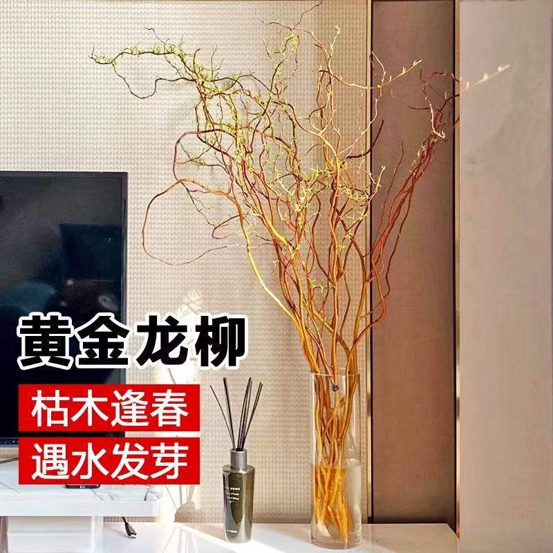 Golden dragon willow fresh branches hydroponic plants are easy to feed indoor green plants, high-end living room, prosperous house, real flowers take root when exposed to water