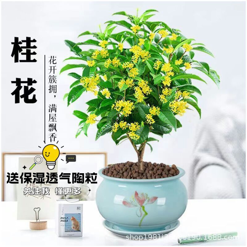 Osmanthus potted strong-scented four-season osmanthus seedlings flower osmanthus indoor balcony blooming all year round evergreen desktop